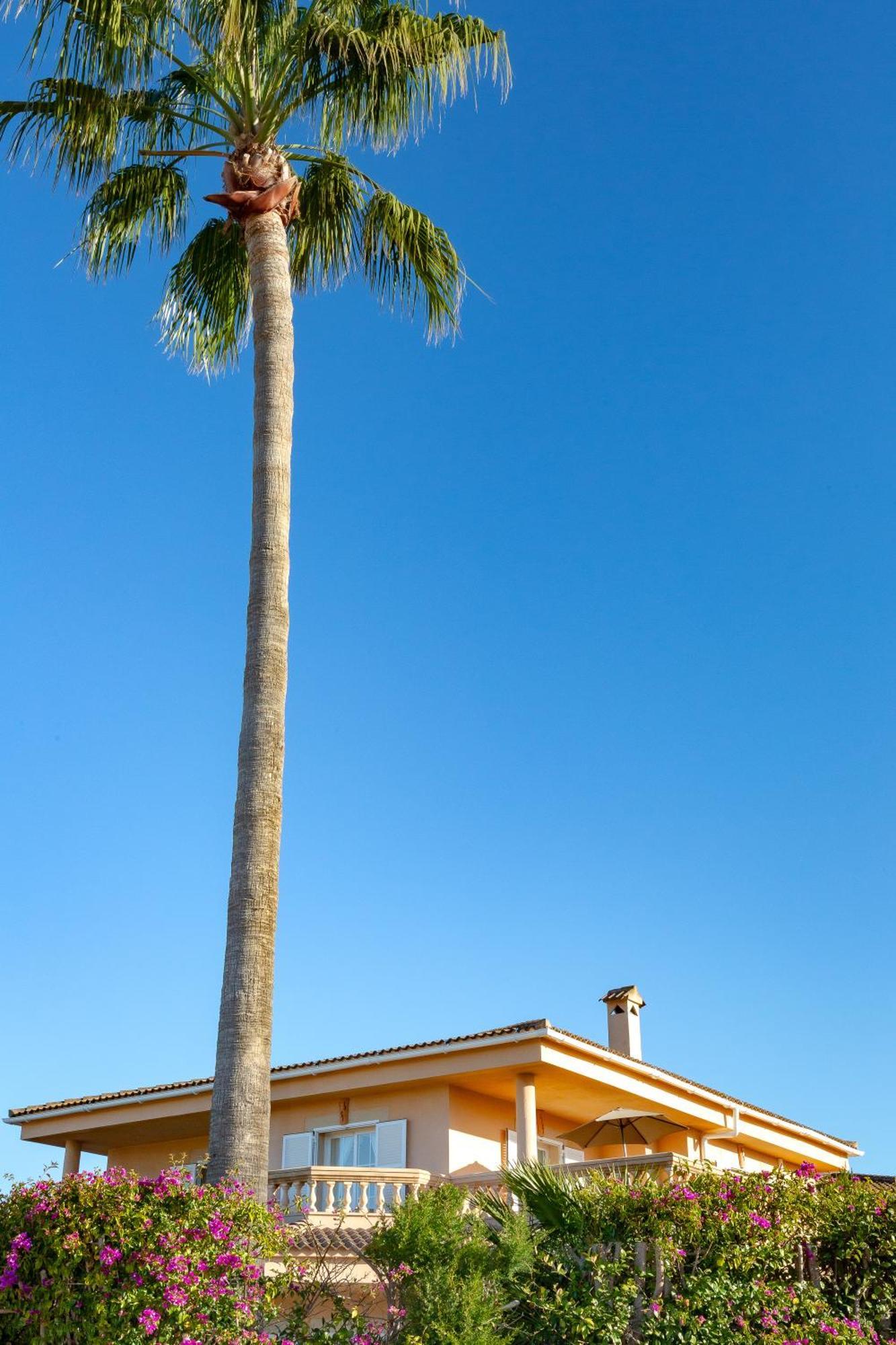 Villa Palmera パルマ・デ・マリョルカ エクステリア 写真
